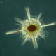 Illustration for article titled These nearly-invisible sea creatures fill the oceans with stellar beauty
